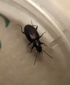 Bembidion recticolle thumbnail 2