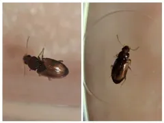 Elaphropus rapax thumbnail 2