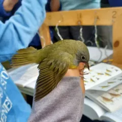 Connecticut Warbler thumbnail 2