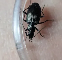Anchomenus aeneolus thumbnail 3