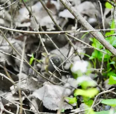 Connecticut Warbler thumbnail 4