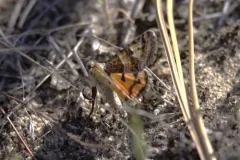 Drasteria hastingsii thumbnail 3