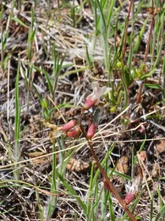 Trout Creek Milkvetch thumbnail 2