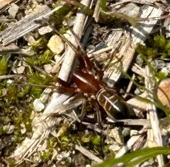 Gertsch's Ant-mimic Sac Spider thumbnail 2
