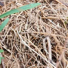 Taschenberg's Odorous Ant thumbnail 3