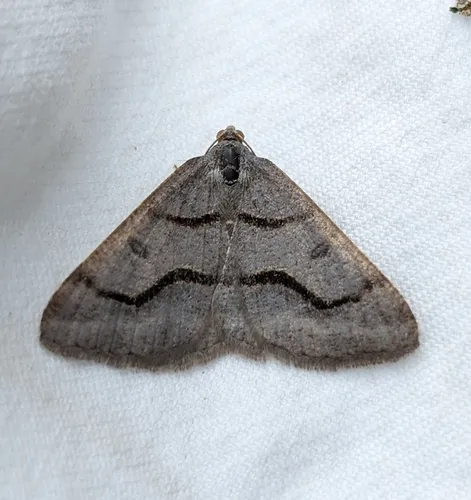 Digrammia rippertaria
