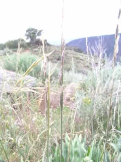 onion grass thumbnail 4