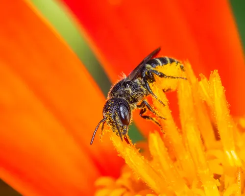 Carinate Armored-Resin bee