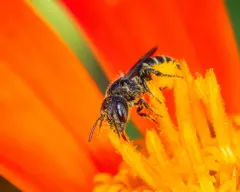 Carinate Armored-Resin bee thumbnail 1