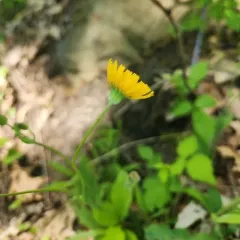 Two-flower Dwarf-dandelion thumbnail 3