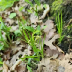 heath wood-rush thumbnail 2