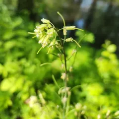 smooth rockcress thumbnail 3