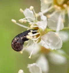Pistol Casebearer Moth thumbnail 4