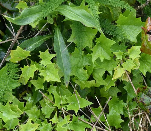 Cape-ivy