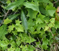 Cape-ivy thumbnail 1
