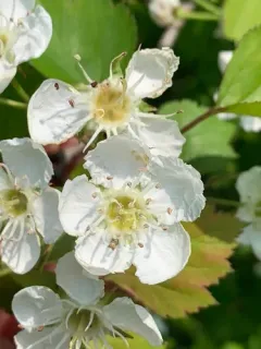Cognate Hawthorn thumbnail 3