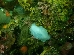 Sylvia Earle's Cadlina thumbnail 2