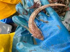 Alligatorfish thumbnail 4