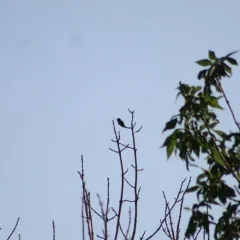 Black-chinned Hummingbird thumbnail 2