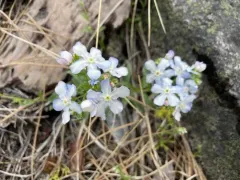 Showy stickseed thumbnail 1