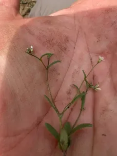 delicate gilia thumbnail 2