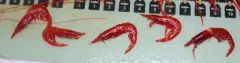 Robustosergia robusta thumbnail 2