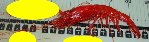 Scarlet Gamba Prawn