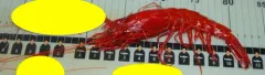 Scarlet Gamba Prawn thumbnail 1