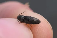 Cardiophorus convexulus thumbnail 2
