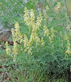 Rattle Milkvetch thumbnail 2