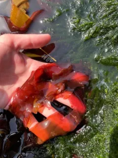 Palmaria hecatensis thumbnail 1