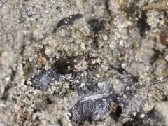 Bembidion inaequale thumbnail 4