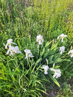 Iris florentina thumbnail 2