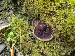 Peziza arenaria thumbnail 2