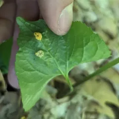 Violet Rust thumbnail 1