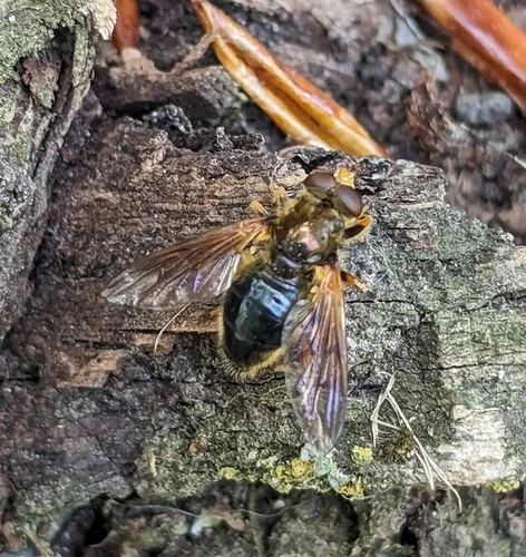 Orange-faced Wood Fly
