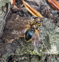 Orange-faced Wood Fly thumbnail 1