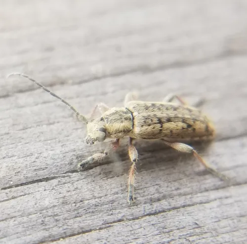 Small Cedar Borer