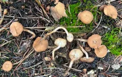 Baeospora occidentalis thumbnail 3