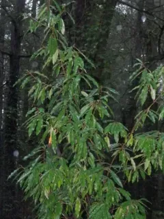 David's photinia thumbnail 4