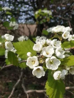 Pennsylvania Hawthorn thumbnail 1
