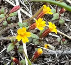miniature monkeyflower thumbnail 2