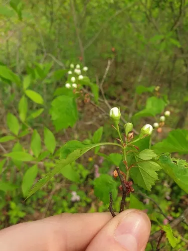 waxy-fruited hawthorn