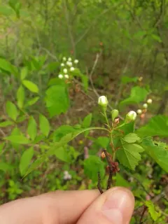 waxy-fruited hawthorn thumbnail 1