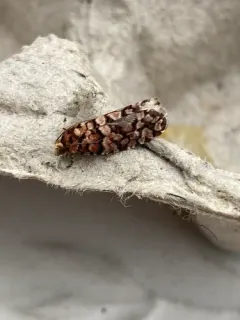 Fir Coneborer Moth thumbnail 3