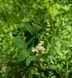 Thin-Leaved Peavine thumbnail 2