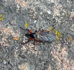 Yellow-footed March fly thumbnail 2