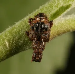 Plum Curculio thumbnail 4