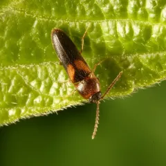 Areolate Click Beetle thumbnail 2