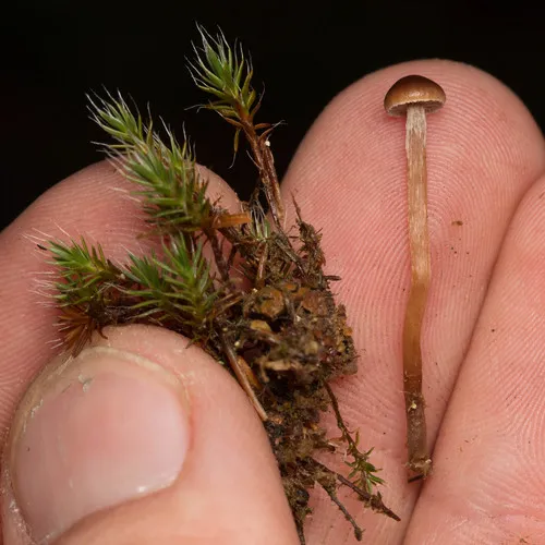 mountain moss deconica